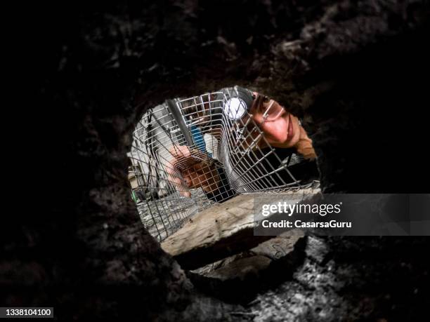 hombre colocando una trampa para ratones en la entrada del agujero del ratón - rodent fotografías e imágenes de stock