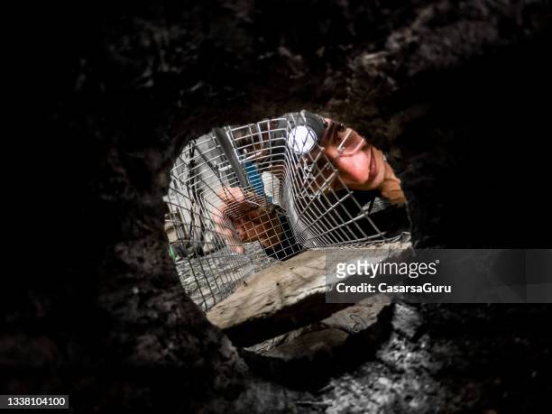 man placing a mouse trap at the mouse hole entrance - rodent stock pictures, royalty-free photos & images