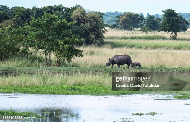 one horned rhino with her calf - kaziranga national park stock pictures, royalty-free photos & images