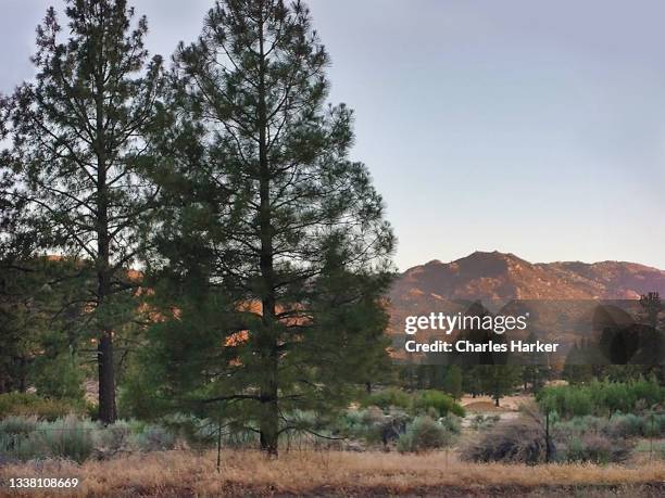 rural forest landscape at sunset idyllwild, california - idyllwild stock-fotos und bilder