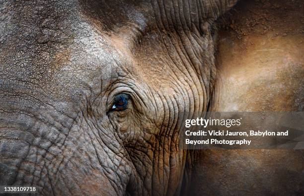 extreme close up of face of elephant named craig at amboseli national park, kenya - elephant eyes 個照片及圖片檔