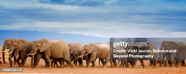 amazing line of elephants marching against landscape at amboseli, kenya - animal herd stock pictures, royalty-free photos & images