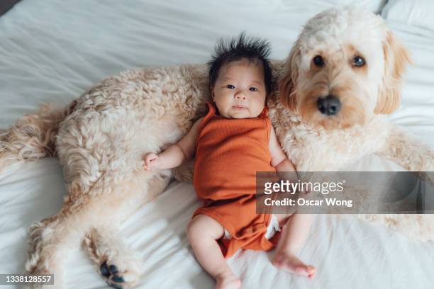 baby lying against dog - funny baby photo stock pictures, royalty-free photos & images