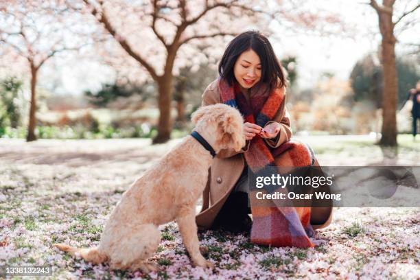 young woman having fun with puppy in park - sakura city stock pictures, royalty-free photos & images