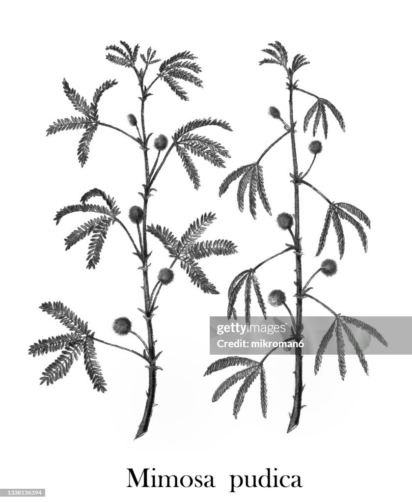 Old engraved illustration of Shameplant (Mimosa pudica)