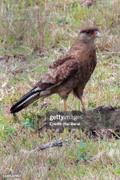 chimango caracara - chimango caracara stock pictures, royalty-free photos & images