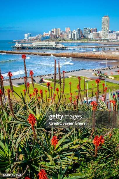 vista de la ciudad, el mar y las flores. mar del plata, buenos aires, argentina. - vista do mar foto e immagini stock