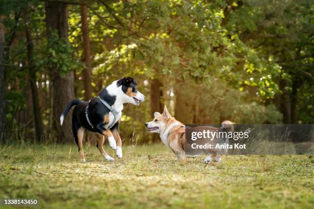 puppies fun - entlebucher sennenhund stock pictures, royalty-free photos & images