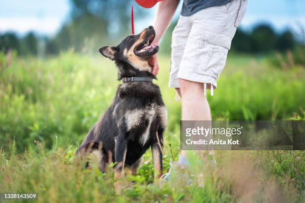 dog training - german shepherd sitting stock pictures, royalty-free photos & images