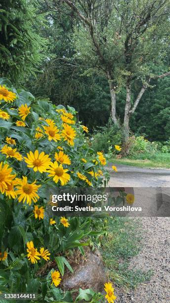 close-up of a bright blooming jerusalem artichoke. summer or autumn scene of flowering jerusalem artichoke bushes. - jerusalem artichoke stock pictures, royalty-free photos & images