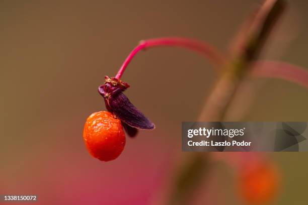 burning bush berry - burning bush 個照片及圖片檔