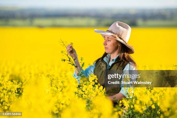 female farmer inspects canola crop - farmer australia ストックフォトと画像