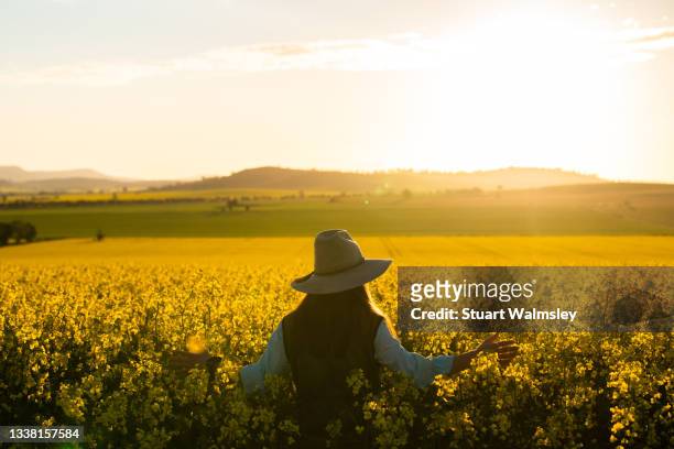 female farmer inspects canola crop - brassica rapa stock pictures, royalty-free photos & images