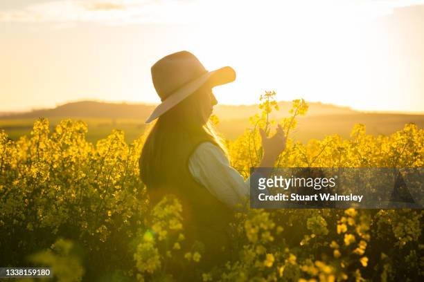 female farmer inspects canola crop - flowers australian stockfoto's en -beelden