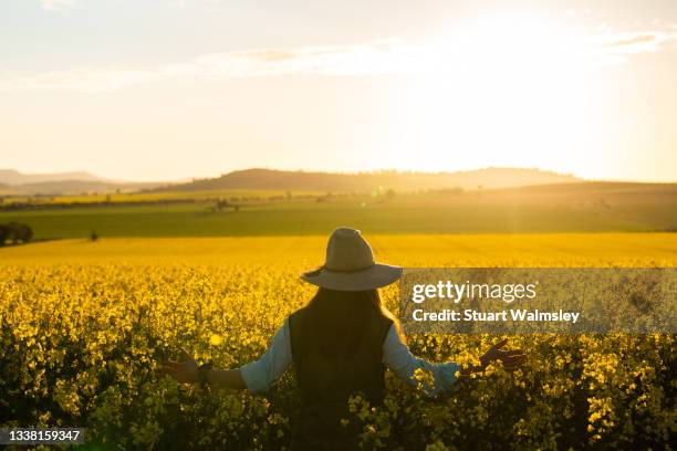 female farmer inspects canola crop - farmer australia ストックフォトと画像