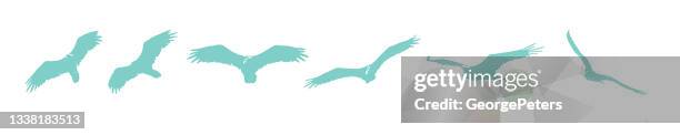 sequential series vector of turkey vultures flying - turkey vulture stock illustrations