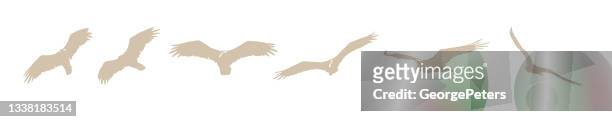 stockillustraties, clipart, cartoons en iconen met sequential series vector of turkey vultures flying - sequential series