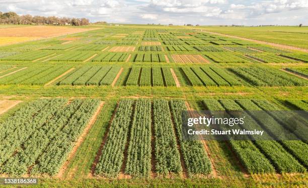 aerial views of crop trials - brassica rapa stock pictures, royalty-free photos & images