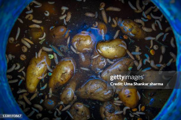 vermi compost, organic pesticide being prepared by decomposing eatables and rotten potatoes. - decay stock pictures, royalty-free photos & images