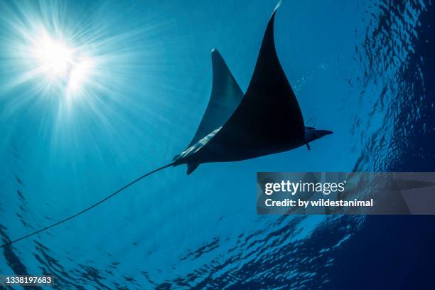 mobula ray silhouette, ligurian sea, italy. - ray fish stockfoto's en -beelden