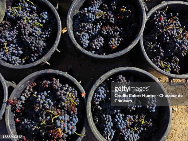 close-up on the harvest of red grapes in the douro valley - portugal wine stock pictures, royalty-free photos & images