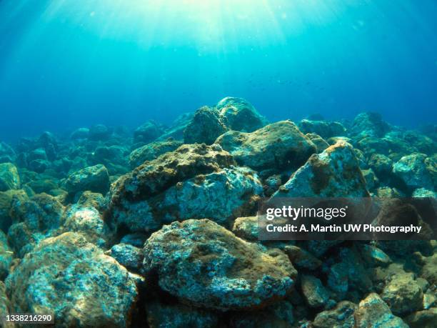 underwater mediterranean scene - oceaanbodem stockfoto's en -beelden