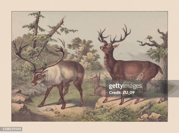 illustrations, cliparts, dessins animés et icônes de ruminants, chromolithographie colorée à la main, publié en 1869 - famille du cerf