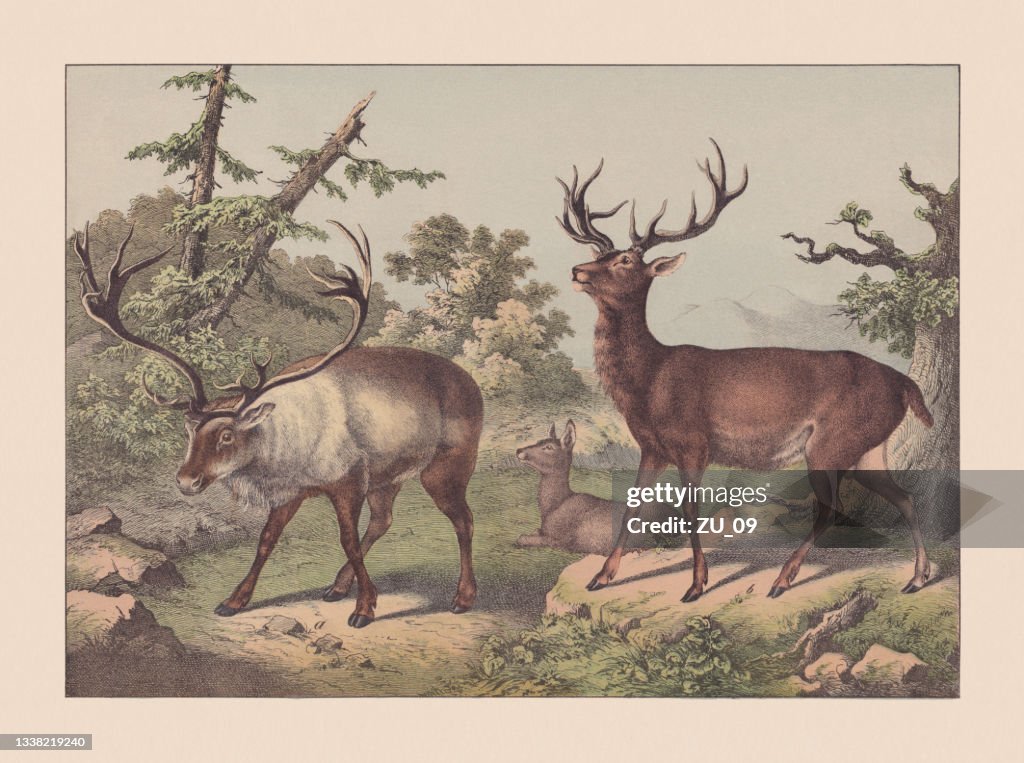 Ruminants, hand-colored chromolithograph, published in 1869