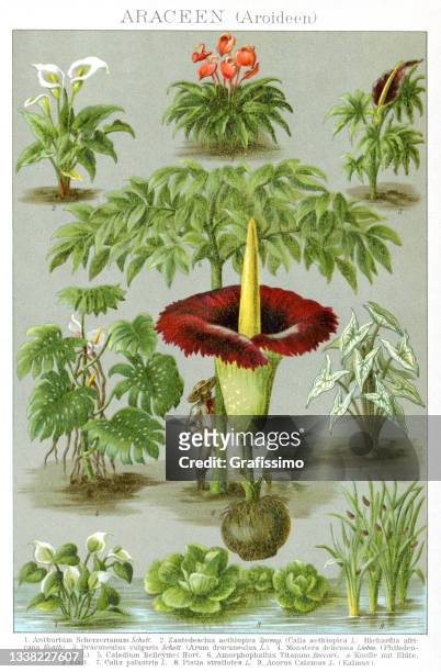 species of anthurium calla lilly titan arum and other plants - enciclopedia stock illustrations