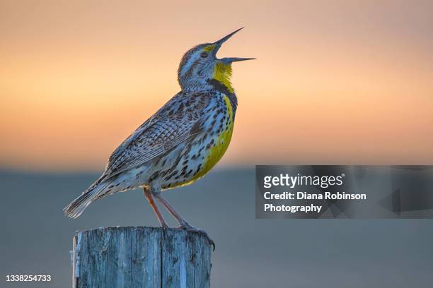 western meadowlark singing  on a fence post at sunrise in fort niobrara national wildlife refuge near valentine, nebraska - sångfågel bildbanksfoton och bilder
