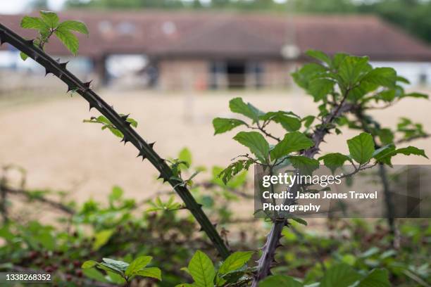 thorny bramble bushes - thorn stockfoto's en -beelden