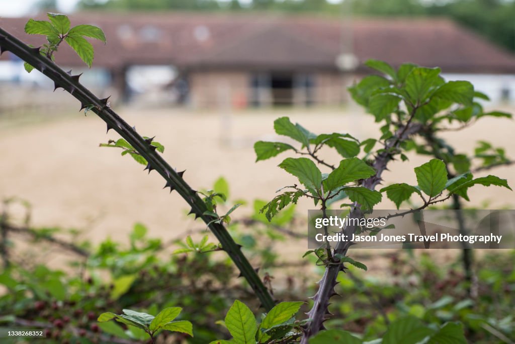 Thorny Bramble Bushes