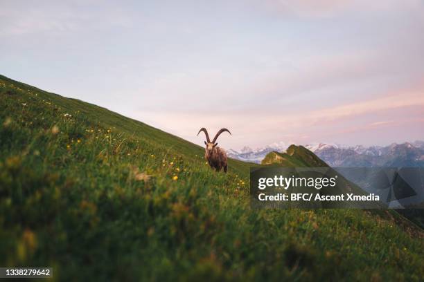 scenic view of capra ibex relaxing in grassy meadow - steinbock foto e immagini stock