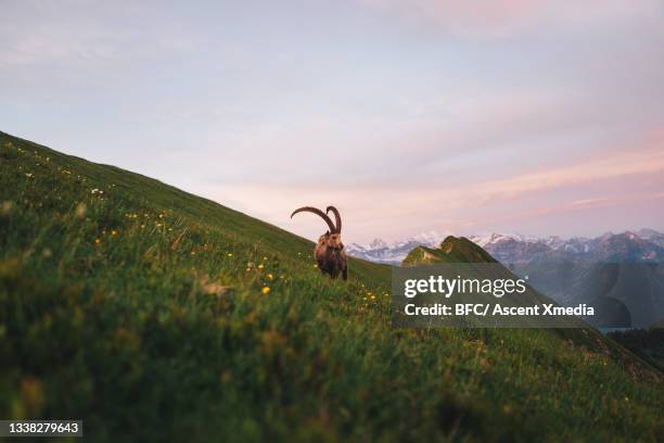 scenic view of capra ibex relaxing in grassy meadow - alpine ibex stockfoto's en -beelden