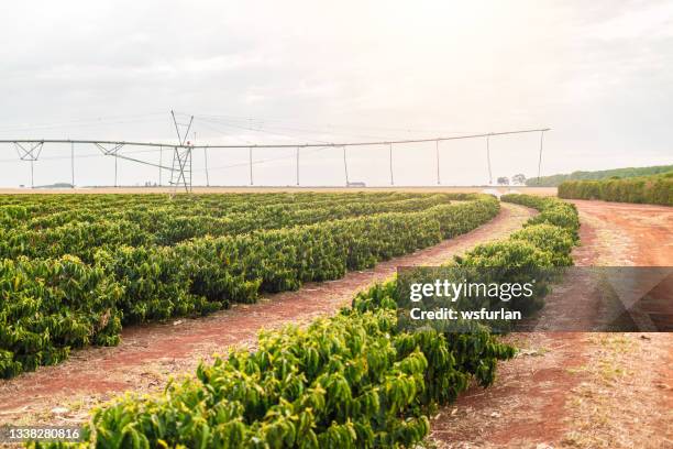 coffee plantation - center pivot irrigation stock pictures, royalty-free photos & images