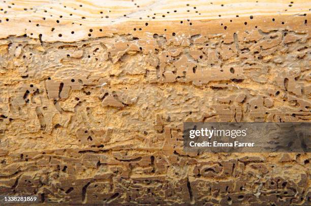 woodworm - pests stock pictures, royalty-free photos & images