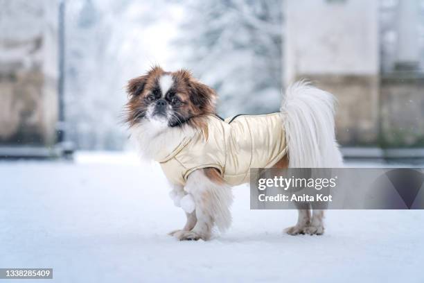 portrait of a dog dressed in a jacket - pekingese stock-fotos und bilder