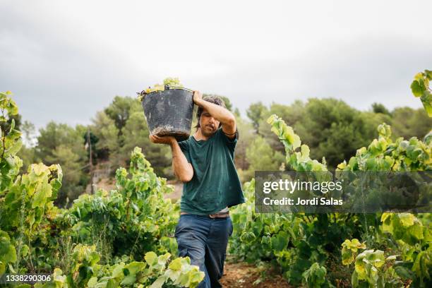 man carrying a bucket with white grapes - winzer stock-fotos und bilder