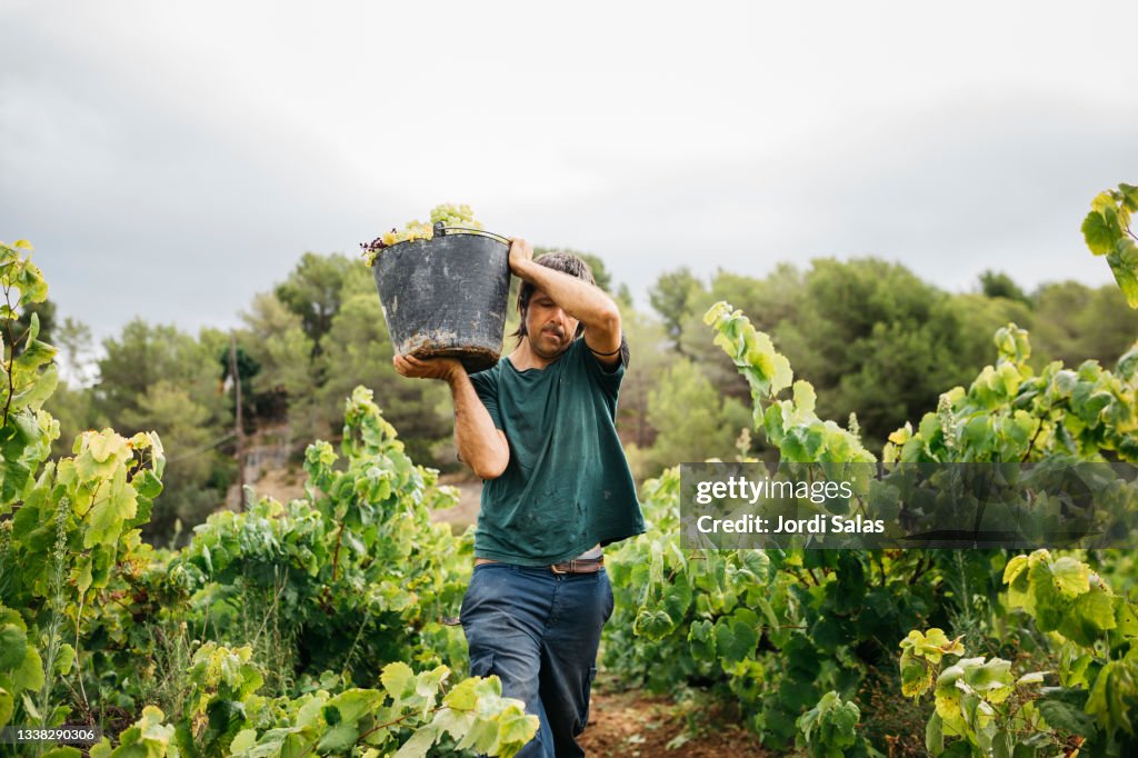 Man carrying a bucket with white grapes