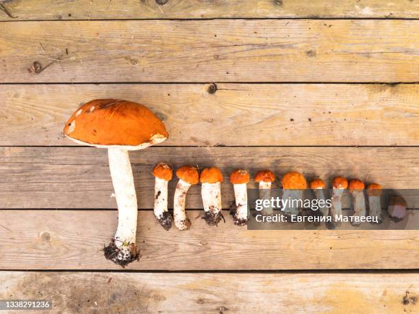freshly picked edible forest mushrooms red-capped scaber stalk row on wooden background - birch bolete stock pictures, royalty-free photos & images