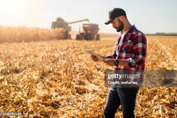 hombre en una plantación de maíz. investigador. - maize fotografías e imágenes de stock