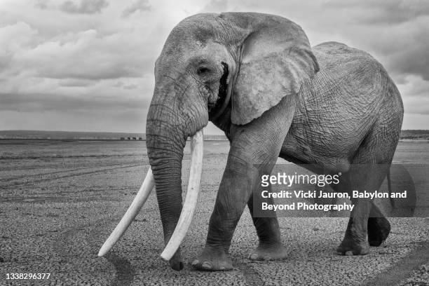 beautiful portrait of tolstoy the elephant walking in amboseli, kenya - elephant tusk stock pictures, royalty-free photos & images