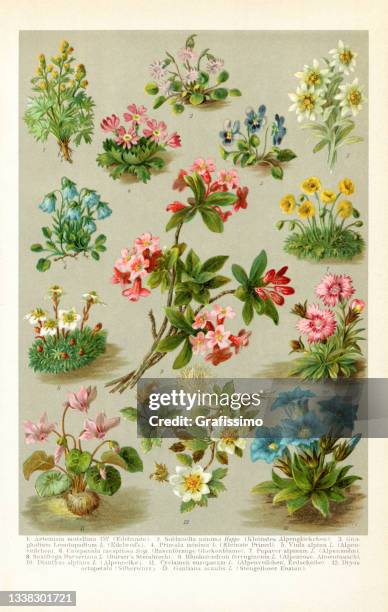 316点の植物図鑑のストックフォト Getty Images 316点の植物図鑑のストックフォト Getty Images