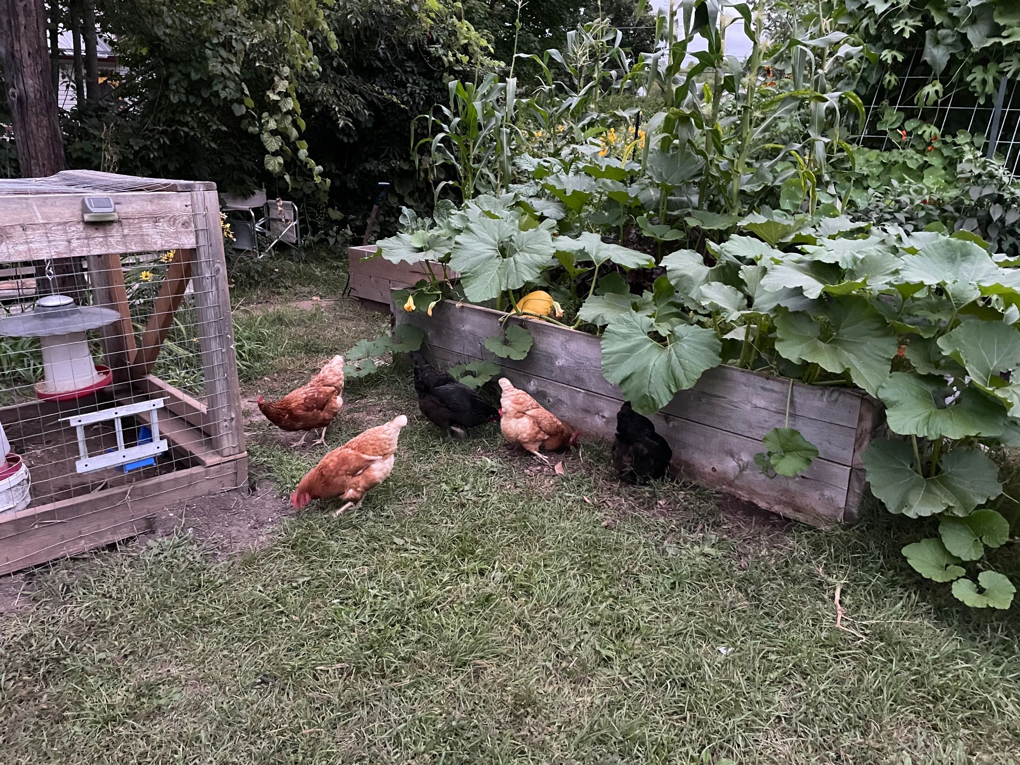 city backyard chickens