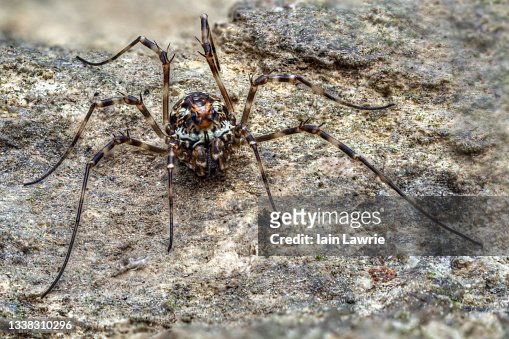 Harvestmen spider hi-res stock photography and images - Alamy