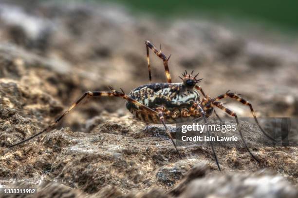 Harvestman Rakes 119 Harvestman Spider Stock Photos, High-Res Pictures, and Images ...