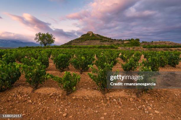 viñedos al atardecer en san asensio, la rioja, españa - comunidad autónoma de la rioja fotografías e imágenes de stock