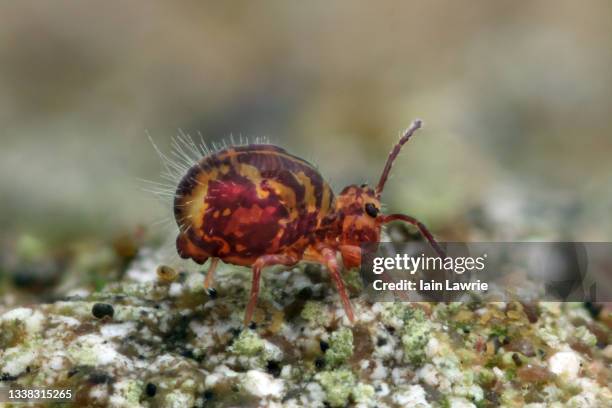 57 Springtail Stock Photos, High-Res Pictures, and Images - Getty Images
