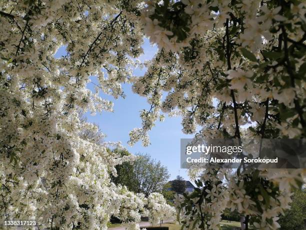 cherry blossom in the city union. pink and white flowers. spring. - avril photos et images de collection