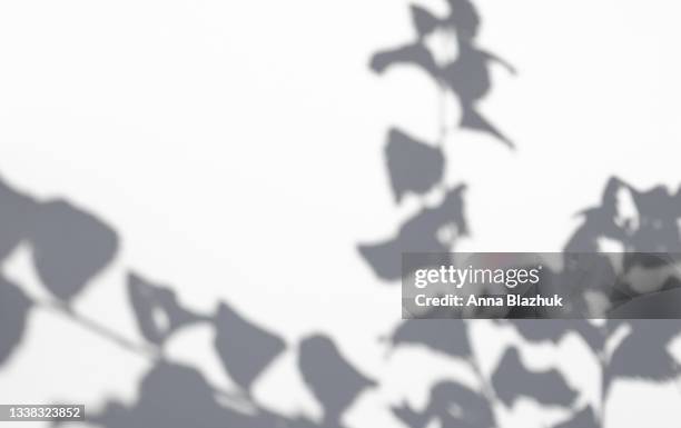 trendy photography effect of plant shadow over white background for overlay - shade stock pictures, royalty-free photos & images